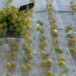 Macfrut Table Grape Symposium, la uva de mesa será la estrella de Macfrut 2024