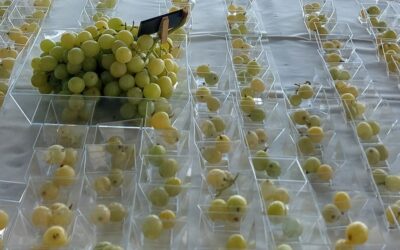 Macfrut Table Grape Symposium, la uva de mesa será la estrella de Macfrut 2024