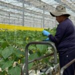 GreenTech Americas 2024, el evento para cultivos en ambientes controlados