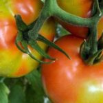 El virus rugoso del tomate reaparece en una plantación en Argentina
