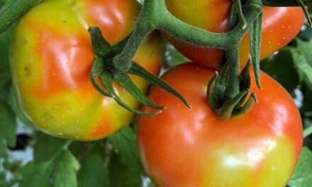El virus rugoso del tomate reaparece en una plantación en Argentina