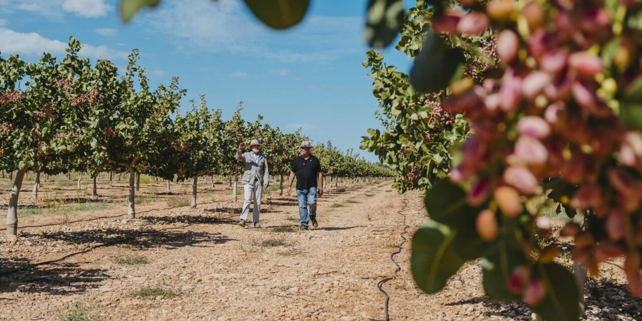 El cultivo del pistacho se extiende en Castilla-La Mancha gracias a la tecnología