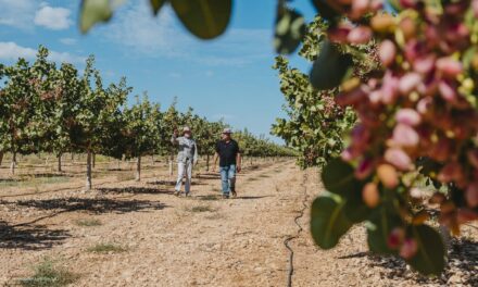 El cultivo del pistacho se extiende en Castilla-La Mancha gracias a la tecnología
