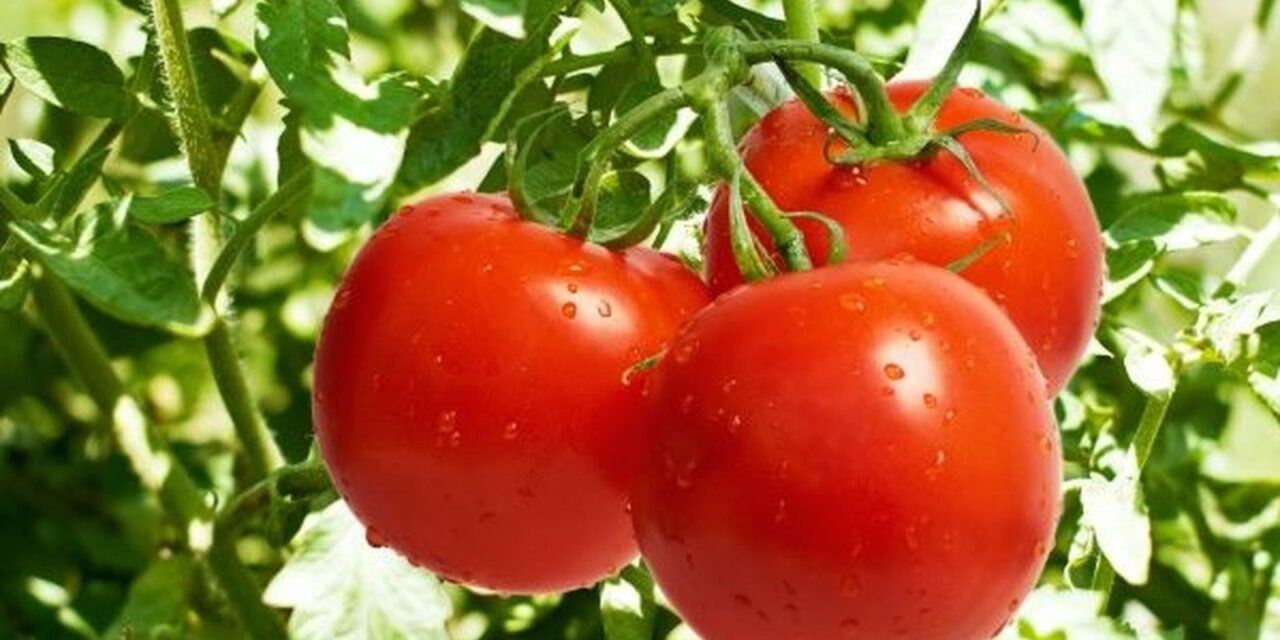 Las enzimas antioxidantes actúan como indicadores de la termotolerancia en el tomate
