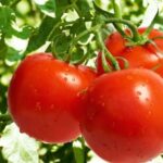 Las enzimas antioxidantes actúan como indicadores de la termotolerancia en el tomate
