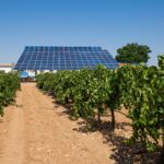 Cultivo de viña: placas solares para automatización, sostenibilidad y ahorro