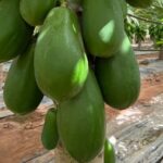 CapGen Seeds presenta Colima F1, la revolución en cultivo de Papaya en invernadero