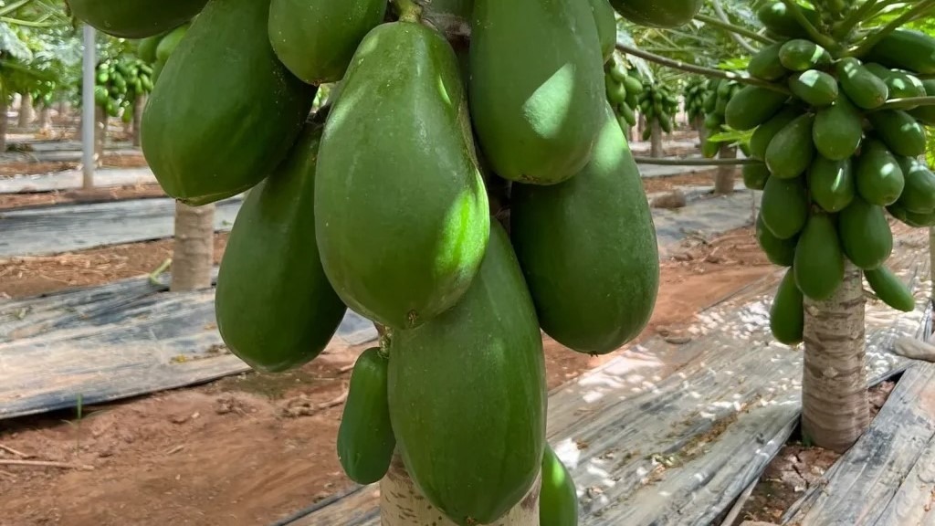 CapGen Seeds presenta Colima F1, la revolución en cultivo de Papaya en invernadero