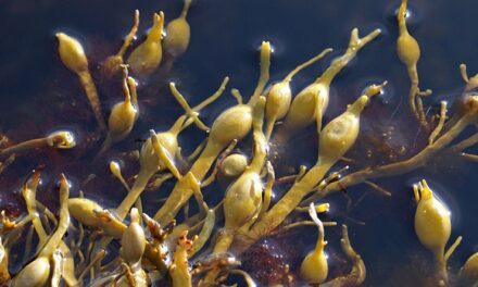 Ascophyllum nodosum, el alga marina más investigada y usada en agricultura