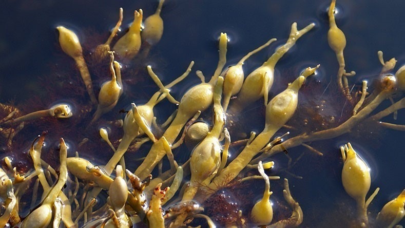 Ascophyllum nodosum, el alga marina más investigada y usada en agricultura