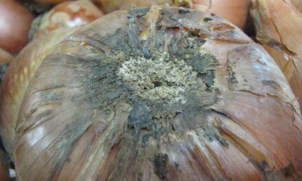Investigación en el Reino Unido sobre Fusarium en cebolla