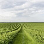 El papel de los sensores de nivel en la evolución tecnológica de la agricultura en 2024