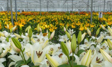 Dutch Lily Days: punto de encuentro único para la mejora, el cultivo y el comercio del lirio