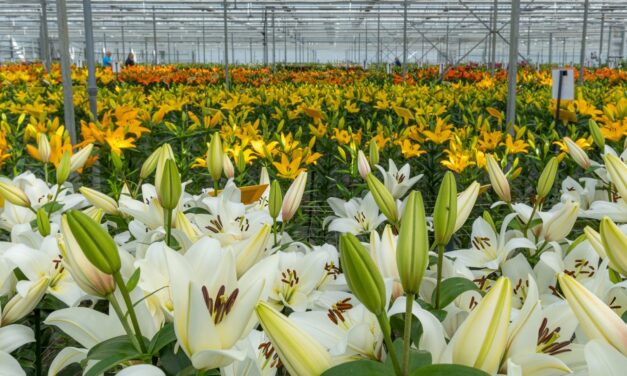 Dutch Lily Days: punto de encuentro único para la mejora, el cultivo y el comercio del lirio
