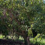 Estado fitosanitario del cultivo del aguacate en la Comunidad Valenciana