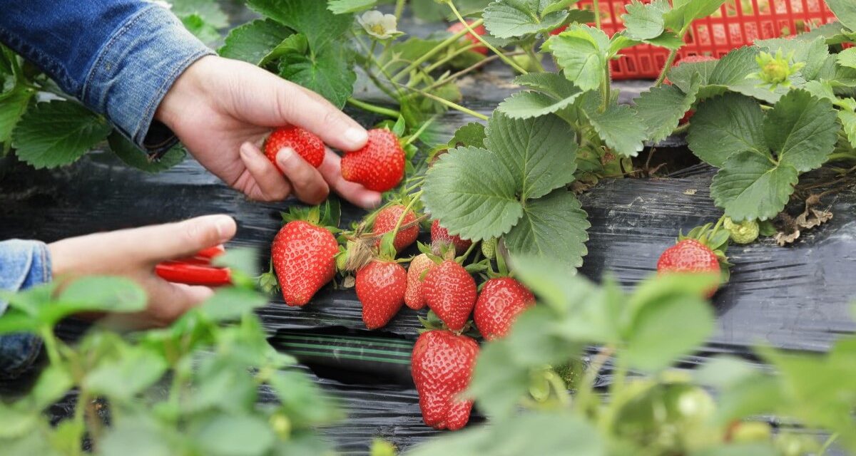 Producción ecológica de frutos rojos, una tendencia que crece