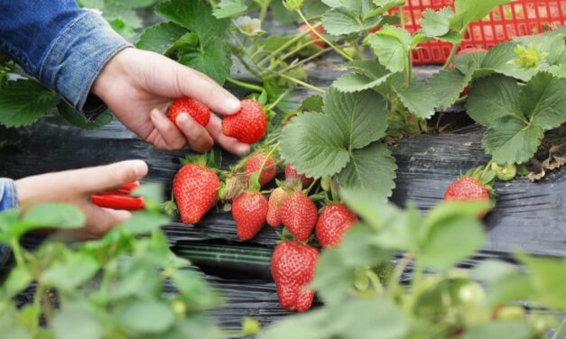 Producción ecológica de frutos rojos, una tendencia que crece
