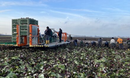 Cosecha de hortalizas a campo: tecnologías para suplir la falta de mano de obra