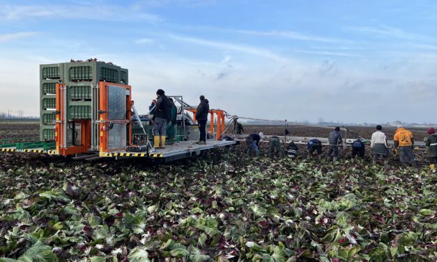 Cosecha de hortalizas a campo: tecnologías para suplir la falta de mano de obra