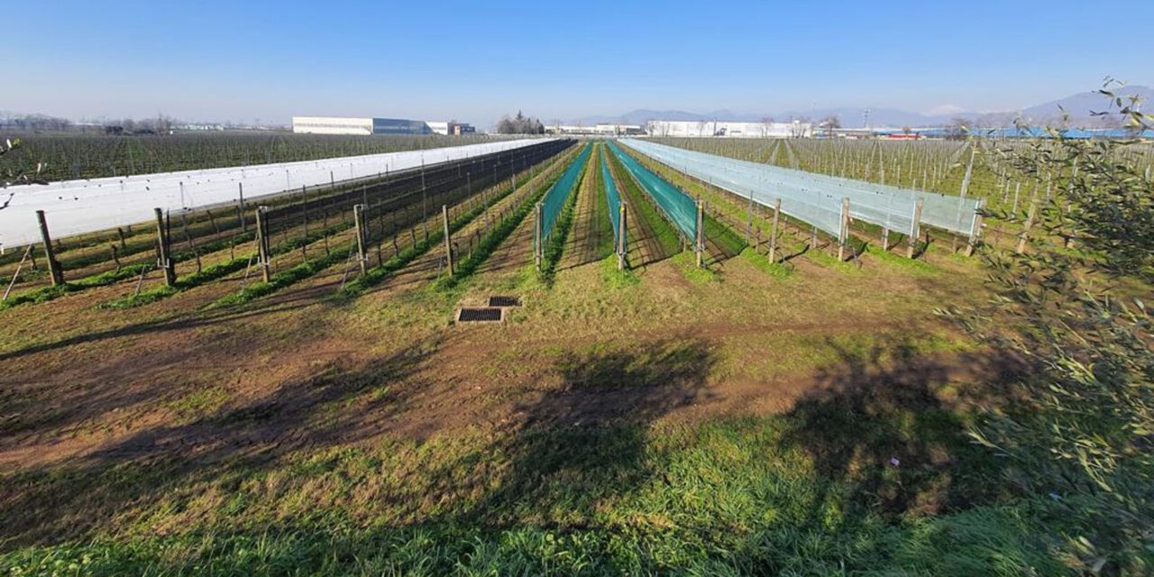 Wine grape protection: 30% increases in production with the new Vigne Plus System®