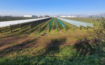 Protección de la uva de vino: incremento de la producción en un 30 % con el nuevo Vigne Plus System®