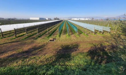 Wine grape protection: 30% increases in production with the new Vigne Plus System®