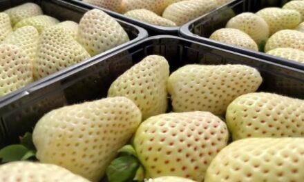 Fresa blanca, un cultivo saludable y muy demandado en Japón