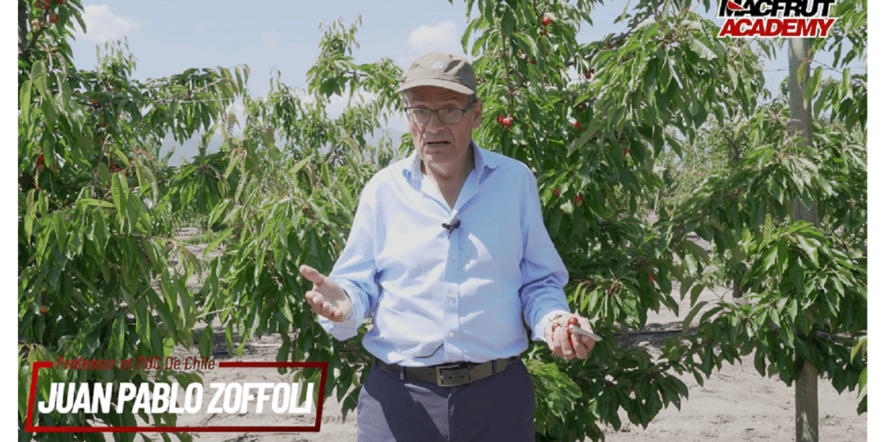 Chilean cherries, a model to follow