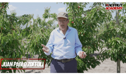 Chilean cherries, a model to follow