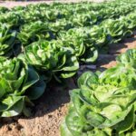 Bioestimulantes: una solución contra el estrés hídrico en la agricultura