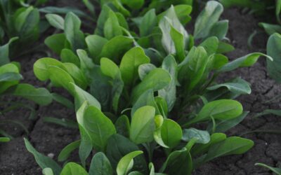 Agronomía predictiva: La horticultura se transforma