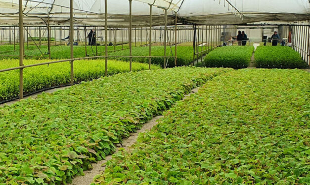 Varietal innovation and certified quality: two events dedicated to plant nurseries in the Plant Nursery Area at Macfrut