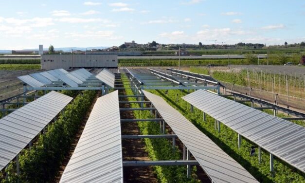 Proyecto pionero de energía agrovoltaica en Cataluña: Cultivos y placas solares, una combinación rentable