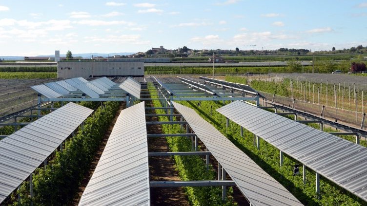Proyecto pionero de energía agrovoltaica en Cataluña: Cultivos y placas solares, una combinación rentable