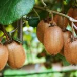 Cultivo de Kiwi, 3 intervenciones para potenciar el calibre y la calidad