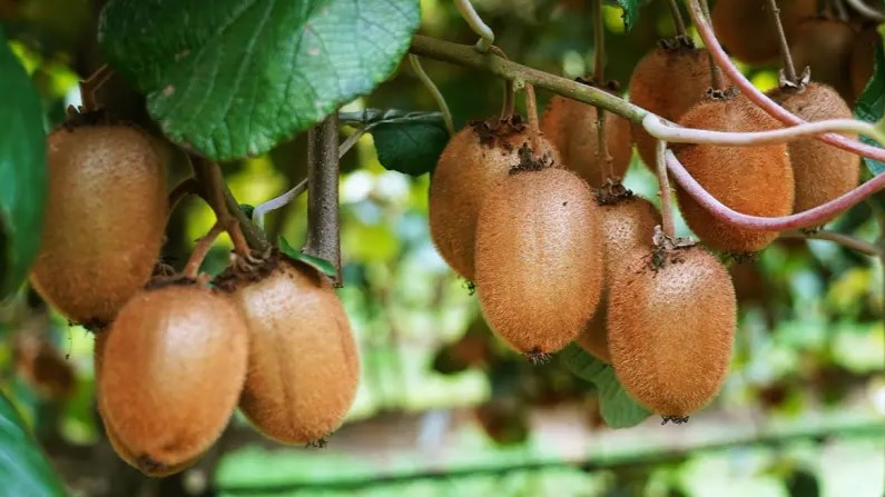 Cultivo de Kiwi, 3 intervenciones para potenciar el calibre y la calidad