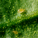 El control biológico primaveral: clave para proteger los cultivos contra plagas en el ciclo invernal siguiente
