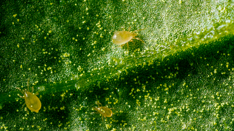 El control biológico primaveral: clave para proteger los cultivos contra plagas en el ciclo invernal siguiente