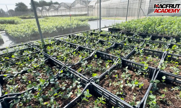 Macfrut Academy, una lección en vídeo sobre la cadena de suministro de arándanos