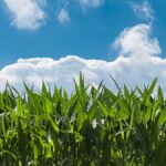 Fijadores de nitrógeno y su papel clave en la agricultura sostenible