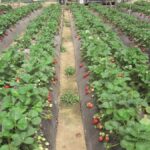 La bioeconomía de Novamont para el sector agrícola