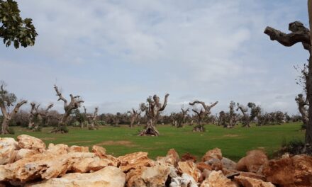 Lucha contra la Xylella: Soluciones integradas para reducir su impacto en Europa