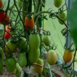 Sanidad vegetal y salud del suelo: las claves de Koppert para una campaña otoño-invierno exitosa