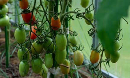 Sanidad vegetal y salud del suelo: las claves de Koppert para una campaña otoño-invierno exitosa